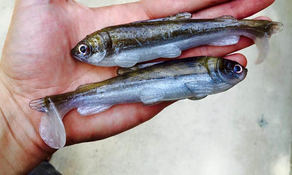 HAND-MADE Custom Crawfish Bait Mold: Pouring Realistic Fishing Lures 